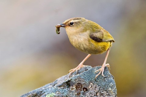 New Zealand Rockwren (Xenicus gilviventris) with prey, South Island, New Zealand
