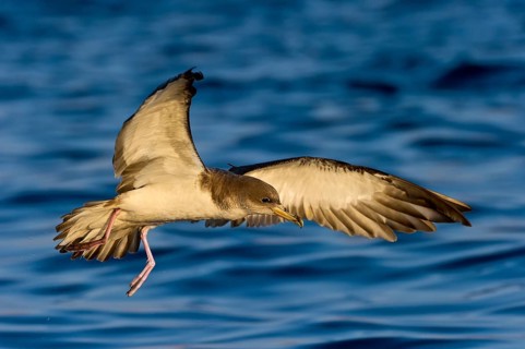Cory's Shearwater (Calonectris borealis) flying, Eilat, Israel