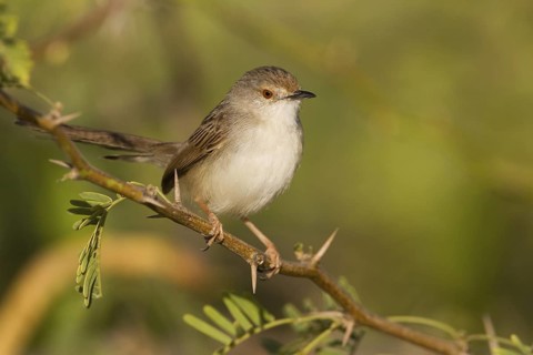 Graceful Prinia (Prinia gracilis), Oman