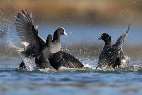 Eurasian Coot (Fulica atra), North Rhine-Westphalia, Germany
