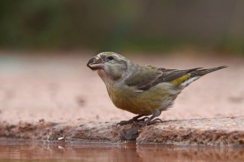 Parrot Crossbill (Loxia pytyopsittacus) female, Schleswig-Holstein, Germany