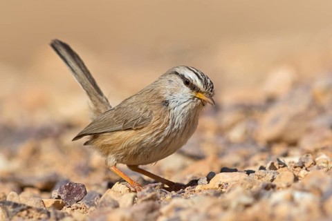 Wüstenprinie, Scotocerca inquieta, African Scrub-Warbler, Scrub Warbler Streaked Scrub Warbler,