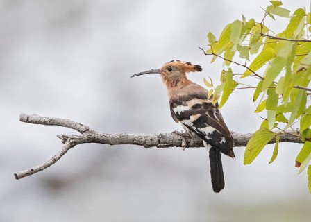 African Hoopoe (Upupa africana) perched on a branch, Nambibia