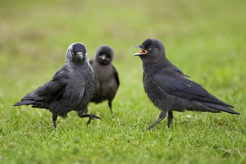 Western Jackdaw (Coloeus monedula) juvenile, Saxony-Anhalt, Germany