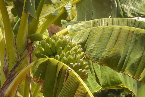 Banana tree green bananas in banana plant (Musa), Philippines