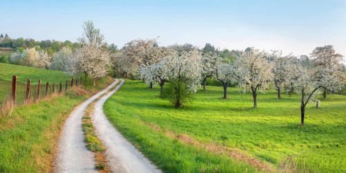 Field path winds through landscape with orchard meadow in spring, blossoming cherry trees and green
