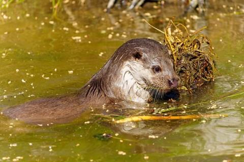 An otter carries a plant in the water and appears to be focussed, European otter (Lutra lutra)