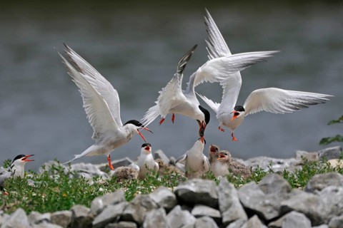 Scuffle... Common terns (Sterna hirundo) with offspring on an artificial breeding island,