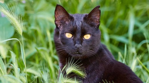 A black cat with intense yellow eyes in the green grass looks attentively, Kalithea, cat station,