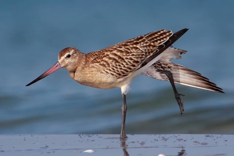 Bar-tailed Godwit (Limosa lapponica), Mecklenburg-Western Pomerania, Germany