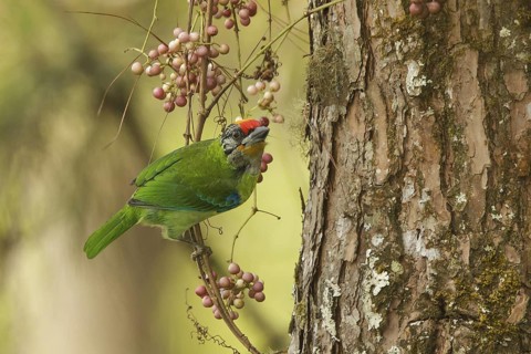 Golden-throated Barbet (Psilopogon franklinii), Doi Ang Khang, Thailand