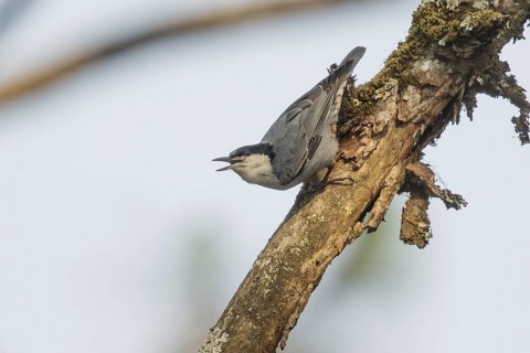 Giant Nuthatch (Sitta magna), Doi Ang Khang, Thailand