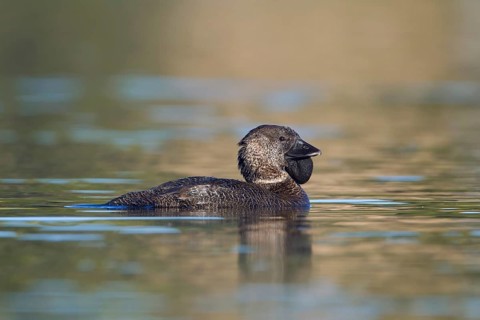 Musk Duck (Biziura lobata) male, Victoria, Australia