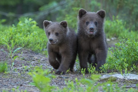 Eurasian Brown Bear (Ursus arctos) two cubs walking on forest trail, Finland