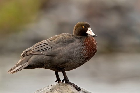 Blue Duck (Hymenolaimus malacorhynchos), Waikato, North Island, New Zealand