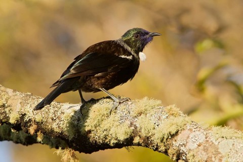 Tui (Prosthemadera novaeseelandiae), Stewart Island, New Zealand