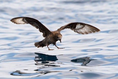 Providence Petrel (Pterodroma solandri) flying, New South Wales, Australia