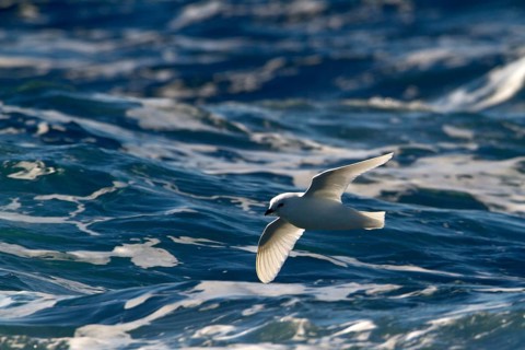 Snow Petrel (Pagodroma nivea) flying, Ross Sea, Antarctica