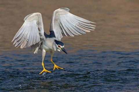 Nachtreiher, Black-crowned Night Heron, Night Heron, Black-crowned Night-Heron, Nycticorax
