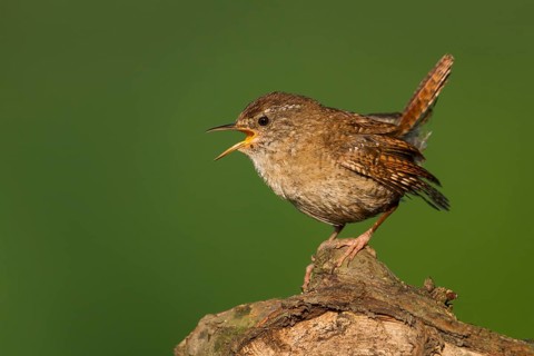Northern Wren - Zaunkönig - Troglodytes troglodytes ssp. troglodytes, Germany, 1st cy