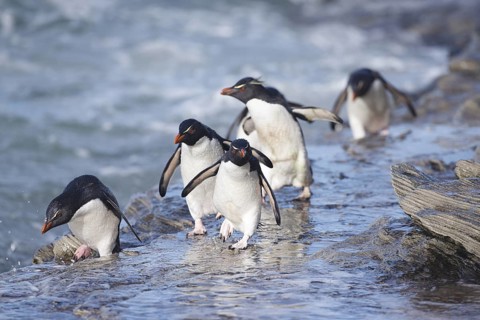 Southern Rockhopper Penguin (Eudyptes chrysocome) group walking, Saunders Island, Falkland Islands