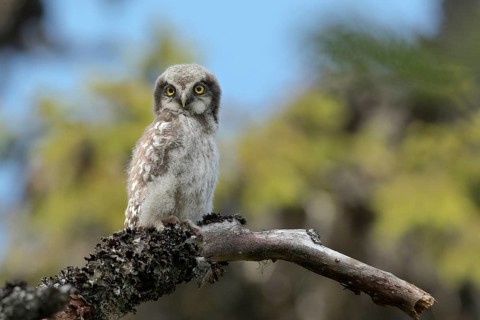Northern Hawk-Owl (Surnia ulula) juvenile perched on an old branch, Dalarna, Sweden