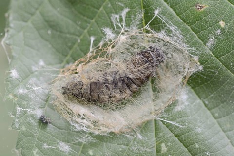 Rose owl (Thyatira batis), caterpillar pupating, North Rhine-Westphalia, Germany