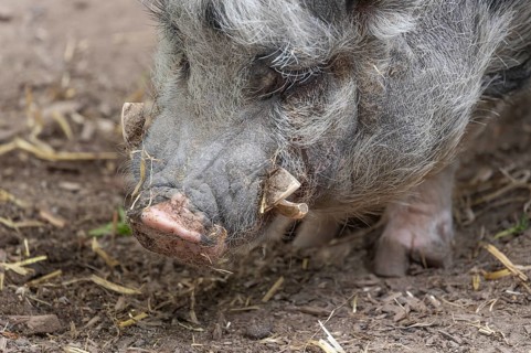 Pot-bellied pig (Sus scrofa domesticus), close up, wildlife park, Bavaria, Germany