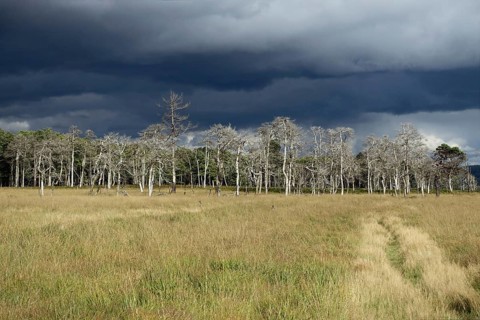 Threatening storm clouds over the raised bog... High Fens (Eifel), world-famous nature reserve in