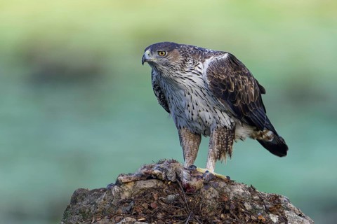 Bonelli's eagle, male (Aquila fasciata), on a rock with preyAndalusia Spain