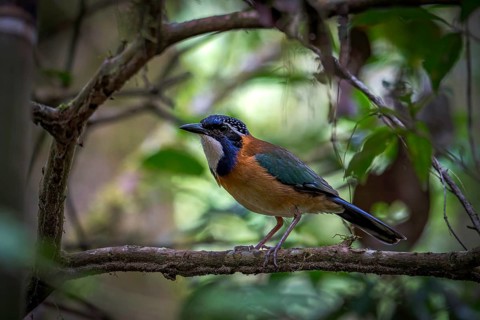 Pitta Like Ground Roller in the rainforests of Mantadia National Park in the central east of