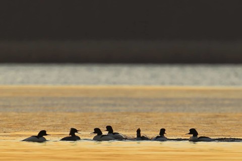 Common Merganser (Mergus merganser) group, Brandenburg, Germany