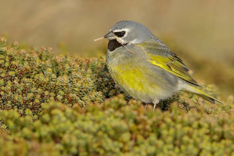 Black-throated Finch (Melanodera melanodera) perched on the ground in the Falkland Islands