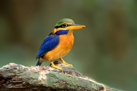 Rufous-collared Kingfisher (Actenoides concretus) male perched on a branch, Pahang, Malaysia