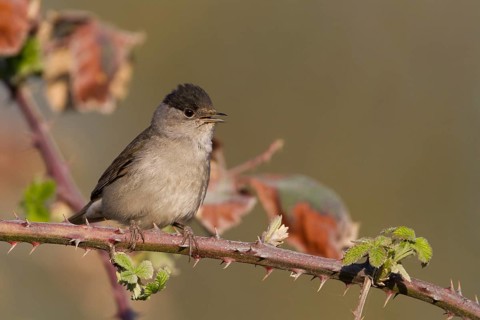 Blackcap - Mönchsgrasmücke - Sylvia atricapilla ssp. atricapilla, Germany, adult male