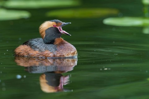 Ohrentaucher (Podiceps auritus) Slavonian Grebe