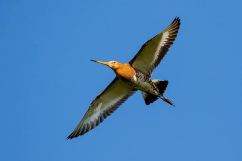 Black-tailed Godwit (Limosa limosa) flying, Netherlands