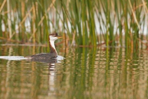 Titicaca Flightless Grebe (Rollandia microptera) in lake Titicaca in Bolivia, South America