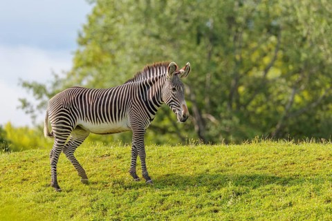 A Grévy's zebra (Equus grevyi) stands in a green meadow. Botswana