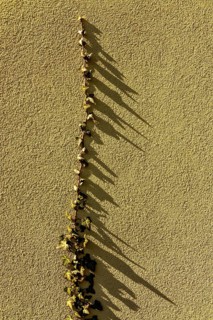 Intricate leaves stretch upwards on a textured yellow wall, creating captivating shadows in the