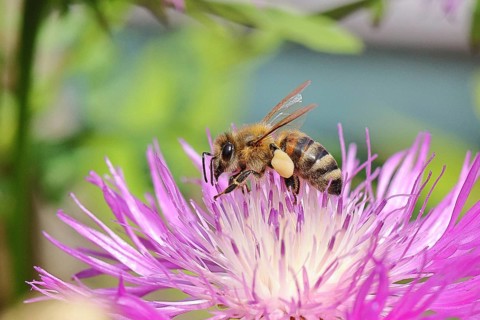 European honeybee (Apis mellifera), with pollen pellets, collecting nectar from a flower of the