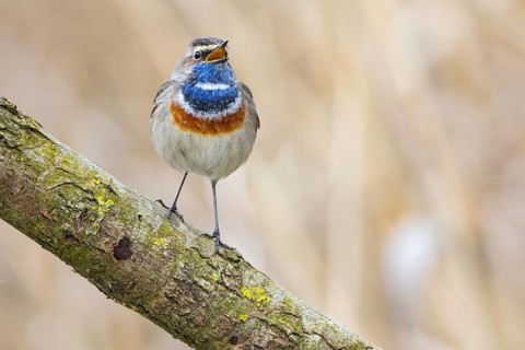 Bluethroat (Luscinia svecica cyanecula) ml Germany