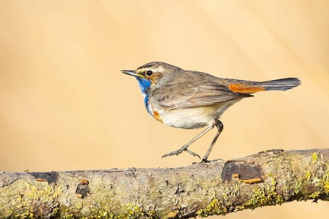 Bluethroat (Luscinia svecica cyanecula) ml Germany