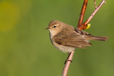 Siberian Chiffchaff - Taigazilpzalp - Phylloscopus tristis, Kazakhstan