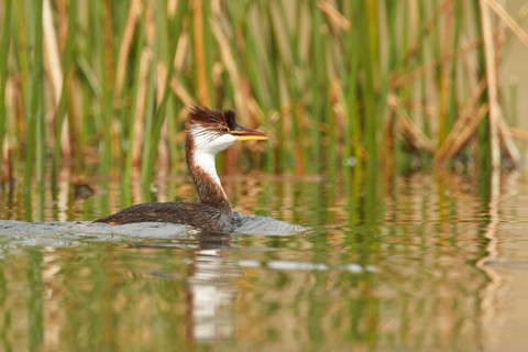 Titicaca Flightless Grebe (Rollandia microptera) in lake Titicaca in Bolivia, South America