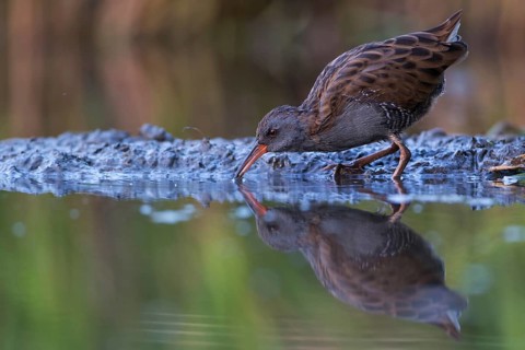 Water Rail (Rallus aquaticus) foraging, Saxony, Germany