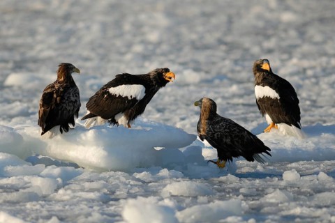 Steller's Sea Eagle (Haliaeetus pelagicus), Hokkaido, Japan