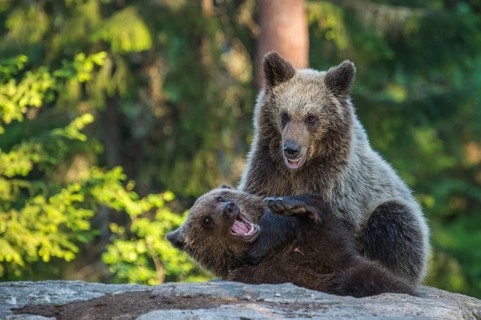 Eurasian Brown Bear (Ursus arctos) two fighting in forest, Finland