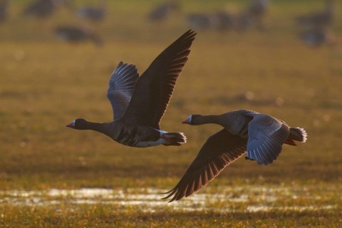Greater White-fronted Goose (Anser albifrons) flying, North Rhine-Westphalia, Germany