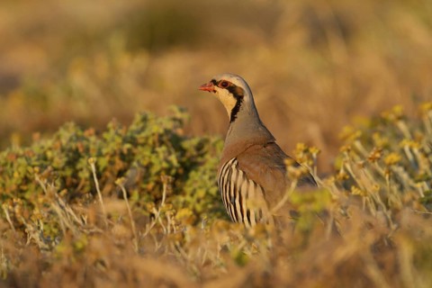Chukar Partridge (Alectoris chukar), Cyprus